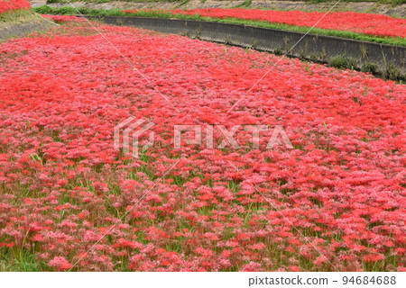 Cluster amaryllis blooming along the Yakachi River in Handa City 94684688