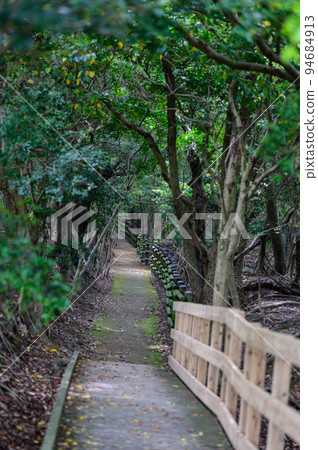The road leading to the forest growing in the remains of the Japanese army fort | 94684913
