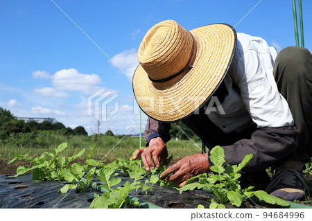 Field work Senior man 94684996