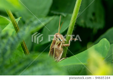 Patanga japonica 94685164