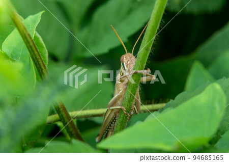 巴坦加粳稻 94685165