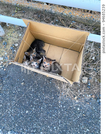 [千葉縣印西市] 被放進去扔掉的小貓 94685239