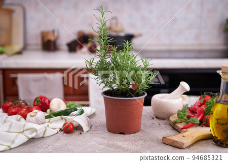 fresh green rosemary pot on the table at domestic home fresh green rosemary pot on the table at domestic home 94685321