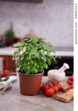 fresh green basil pot on the table at domestic home fresh green basil pot on the table at domestic home 94685323