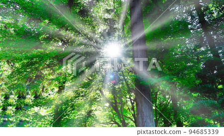 森林自然風光與光生態形象（日本綠色植物） 94685339