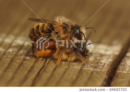 Closeup on a mating pair of European red mason bees, Osmia rufa Closeup on a mating pair of European red mason bees, Osmia rufa 94685705