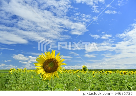 Sunflower flower field and clouds on blue sky Sunflower flower field and clouds on blue sky 94685725