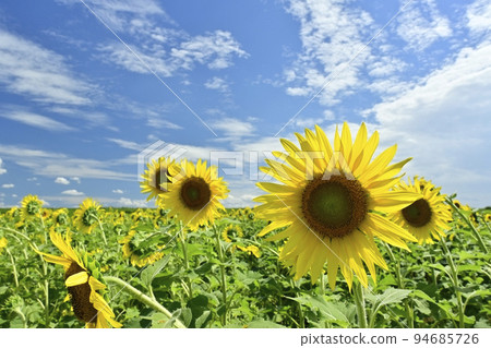 Sunflower flower field and clouds on blue sky Sunflower flower field and clouds on blue sky 94685726