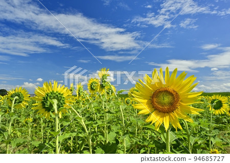 向日葵花田和雲彩在藍天 94685727