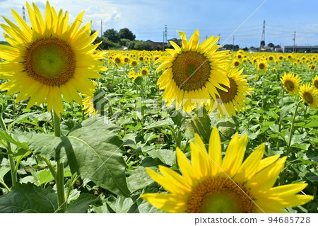 Sun flower field 94685728