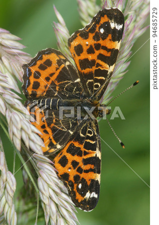Vertical closeup on an orange Map butterfly, Araschnia elvana wiith spread wings Vertical closeup on an orange Map butterfly, Araschnia elvana wiith spread wings 94685729
