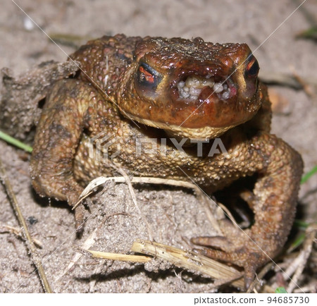 Closeup on a female Common EUrtopean toad, Bufo bufo infected by Lucilia bufonivora fly 94685730