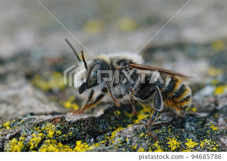 Closeup on a rare Mediterranean male red mason bee, Osmia rufohirta Closeup on a rare Mediterranean male red mason bee, Osmia rufohirta 94685786