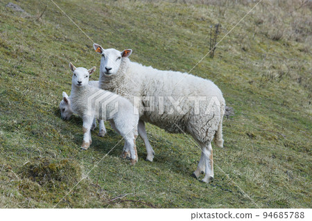 Closeup on a white ewe sheep and her young standing in a grassland 94685788