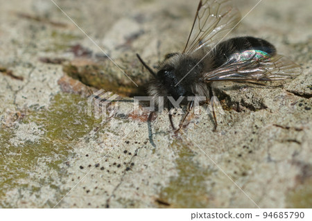 Closeup on a fresh emerged male of the endangered nyctemeral miner , Andrena nycthemera 94685790