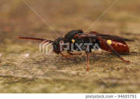 Closeup on a female colorful red kleptoparasite yellow shouldered Nomad bee, Nomada ferruginata sitting on wood Closeup on a female colorful red kleptoparasite yellow shouldered Nomad bee, Nomada ferruginata sitting on wood 94685791