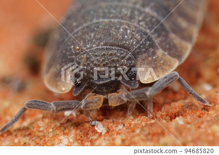 Macro closeup on the head of a Rough woodlouse, Porcellio scaber Macro closeup on the head of a Rough woodlouse, Porcellio scaber 94685820