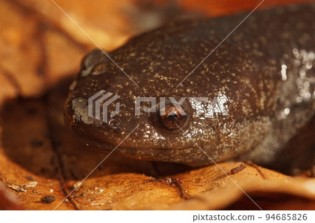 Closeup on the head the North-American Mole salamander, Ambystoma talpoideum 94685826