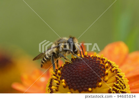 Colorful closeup on a Patchwork leafcutter bee, Megachile centuncularis, sitting on an orange Helenium flower 94685834