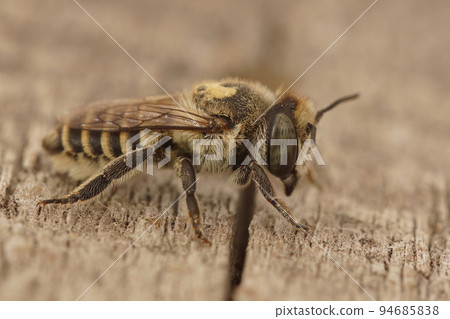 Closeup on a female Mediterranean leafcutter solitary bee, Megachile pilidens sitting on wood Closeup on a female Mediterranean leafcutter solitary bee, Megachile pilidens sitting on wood 94685838
