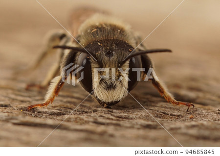 Frontal closeup on a male White-sectioned leafcutteer bee , Megachile albisecta Frontal closeup on a male White-sectioned leafcutteer bee , Megachile albisecta 94685845