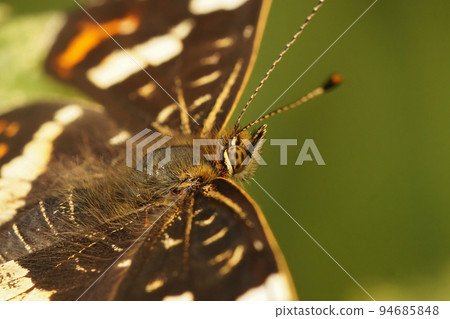 Closeup on the brown map butterfly, Araschnia levana sitting on vegetation 94685848