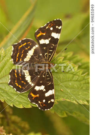 Closeup on the brown map butterfly, Araschnia levana sitting on vegetation Closeup on the brown map butterfly, Araschnia levana sitting on vegetation 94685849