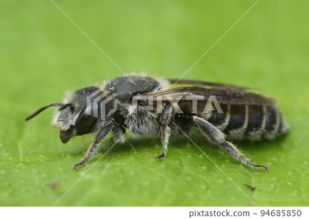 Closeup on the Viper's Bugloss Mason Bee , Hoplitis Osmia adunca sitting on a green leaf Closeup on the Viper's Bugloss Mason Bee , Hoplitis Osmia adunca sitting on a green leaf 94685850