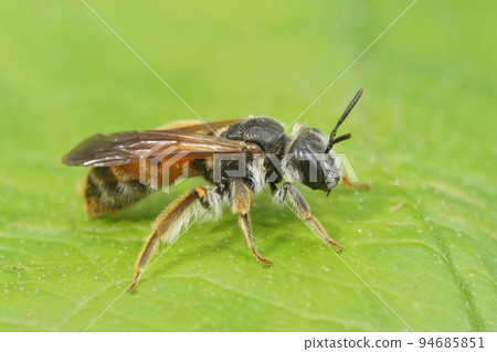 Closeup on a female large scabious mining bee, Andrena hattorfiana, sitting on a green leaf Closeup on a female large scabious mining bee, Andrena hattorfiana, sitting on a green leaf 94685851