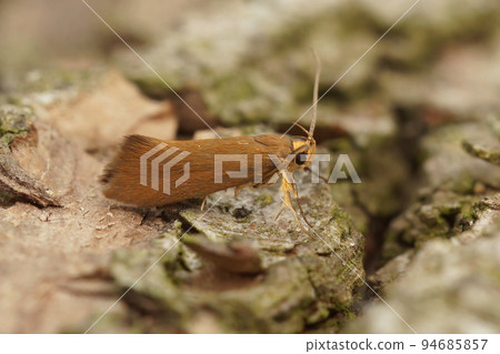 Closeup on a small brown orange Crassa unitella moth, sitting on wood Closeup on a small brown orange Crassa unitella moth, sitting on wood 94685857