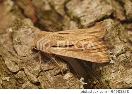 Closeup on a Shoulder-striped Wainscot motrh, Leucania comma sitting on wood 94685858
