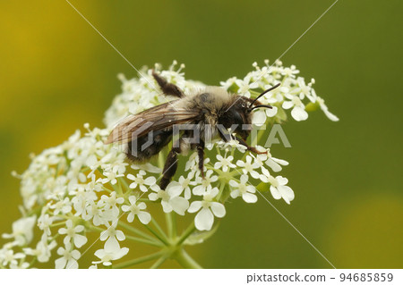 Closeup on a furre white female Grey-backed mining bee, Andrena vaga, sitting on top of a flower Closeup on a furre white female Grey-backed mining bee, Andrena vaga, sitting on top of a flower 94685859