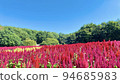 開花在秋天的雞冠花花田 94685983