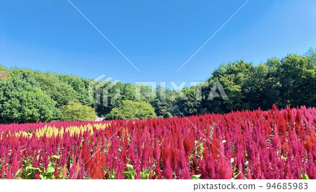 開花在秋天的雞冠花花田 94685983