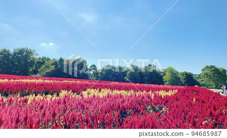 開花在秋天的雞冠花花田 94685987