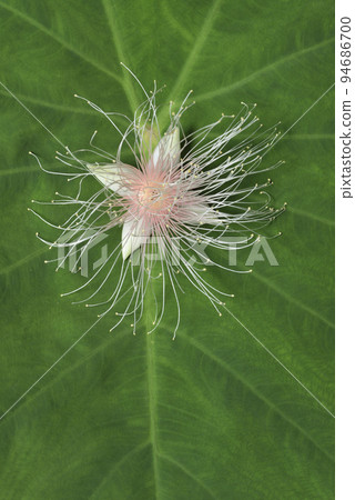 飄落在芋頭葉子上像煙花般的穗花棋盤腳花朵 94686700