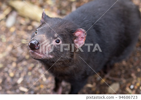Tasmanian Devil in Tasmania Australia Tasmanian Devil in Tasmania Australia 94686723