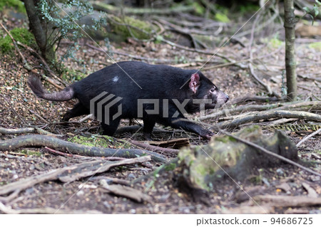Tasmanian Devil in Tasmania Australia Tasmanian Devil in Tasmania Australia 94686725