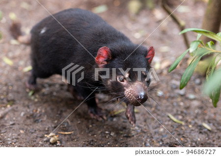 Tasmanian Devil in Tasmania Australia Tasmanian Devil in Tasmania Australia 94686727