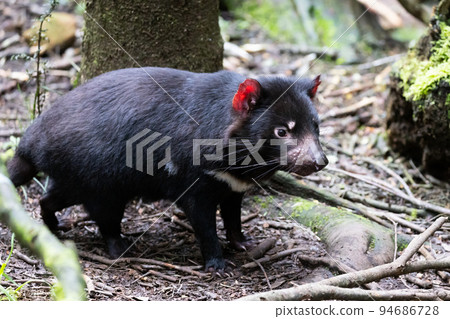 Tasmanian Devil in Tasmania Australia Tasmanian Devil in Tasmania Australia 94686728