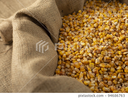 Burlap sack filled with yellow corn kernels Burlap sack filled with yellow corn kernels 94686763