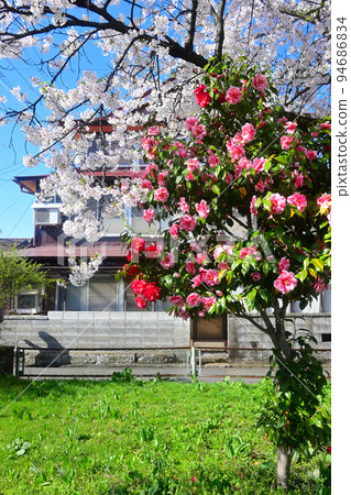 Cherry blossoms in full bloom Spring cheerful (& red and white & clear weather) Kitakata City, Fukushima Prefecture Cherry blossoms in full bloom Spring cheerful (& red and white & clear weather) Kitakata City, Fukushima Prefecture 94686834
