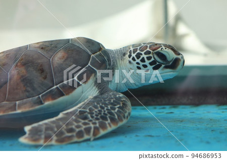 [Port of Nagoya Aquarium, Minato Ward, Nagoya City, Aichi Prefecture] Baby green sea turtle, 1 year old 94686953