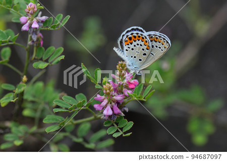 Corbicula male, nectar-absorbed with Komatsuna 94687097