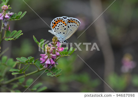Corbicula male, nectar-absorbed with Komatsuna 94687098