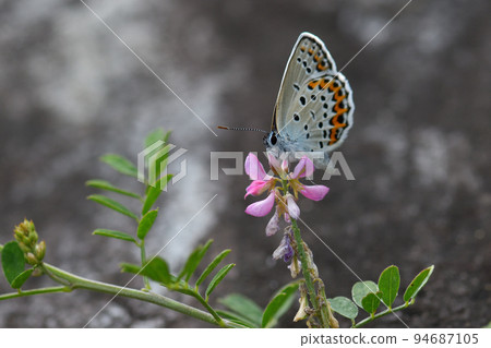 Corbicula female Nectar sucking with Komatsuna 94687105