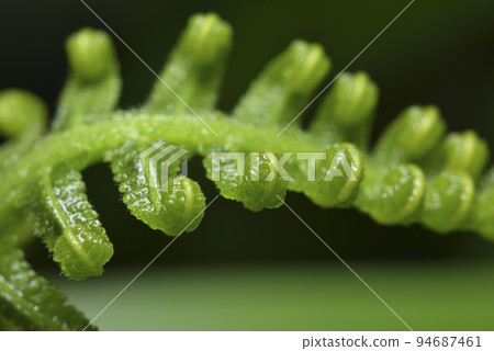 捲曲的綠色新鮮蕨類嫩葉 捲曲的綠色新鮮蕨類嫩葉 94687461