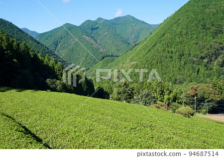 Kamisano Tea Plantation (Southern Tea Producing Area) [Nanbu Town, Yamanashi Prefecture] 94687514