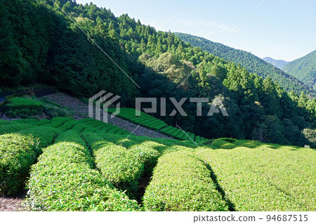上野茶園（南部茶產地）和影子[山梨縣南部町] 94687515