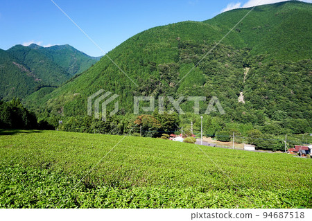 上野村和茶田（南部產茶區）[山梨縣南部町] 94687518
